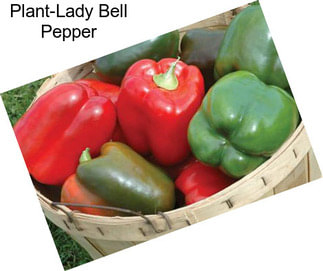 Plant-Lady Bell Pepper