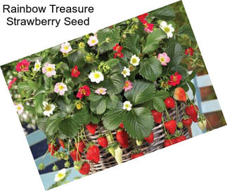 Rainbow Treasure Strawberry Seed
