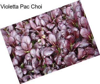 Violetta Pac Choi