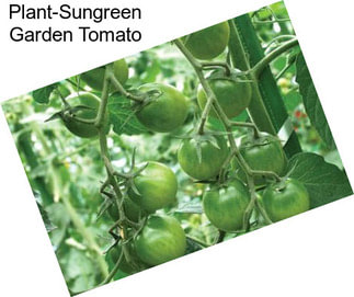 Plant-Sungreen Garden Tomato