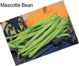 Mascotte Bean