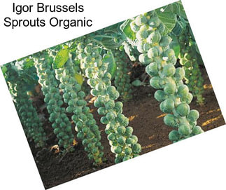 Igor Brussels Sprouts Organic