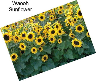 Waooh Sunflower