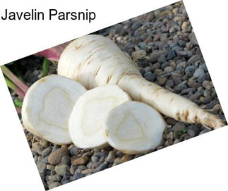 Javelin Parsnip