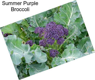 Summer Purple Broccoli