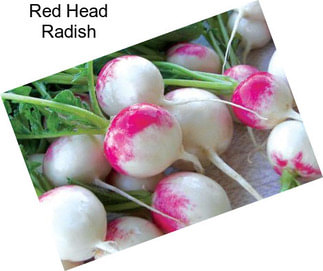 Red Head Radish