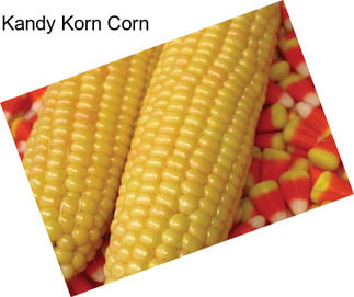 Kandy Korn Corn