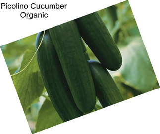 Picolino Cucumber Organic