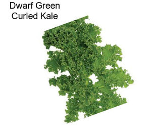 Dwarf Green Curled Kale