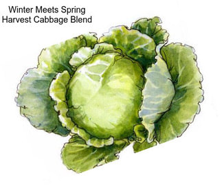 Winter Meets Spring Harvest Cabbage Blend