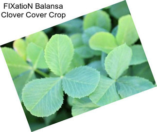 FIXatioN Balansa Clover Cover Crop