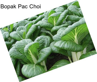 Bopak Pac Choi