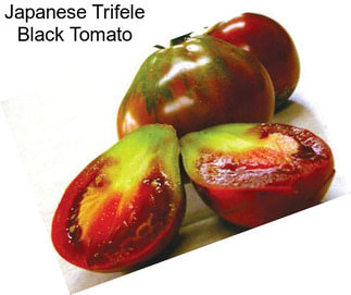 Japanese Trifele Black Tomato