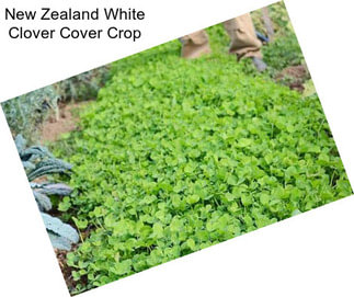 New Zealand White Clover Cover Crop