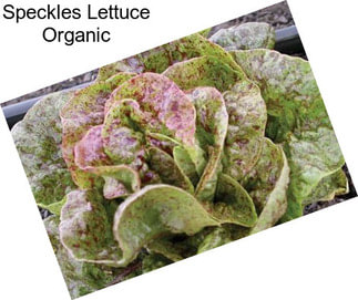 Speckles Lettuce Organic