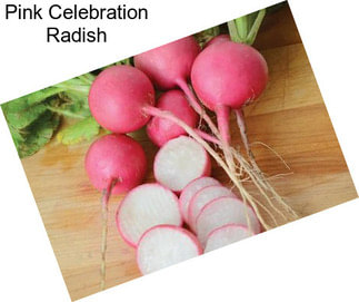 Pink Celebration Radish