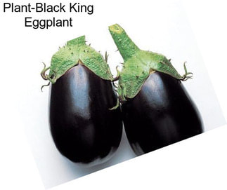 Plant-Black King Eggplant