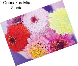 Cupcakes Mix Zinnia