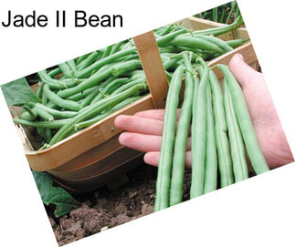 Jade II Bean