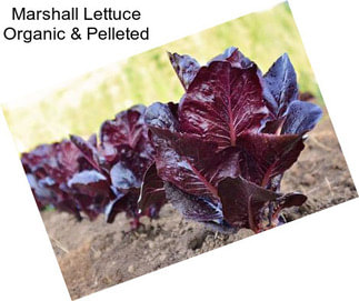 Marshall Lettuce Organic & Pelleted