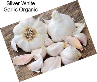 Silver White Garlic Organic