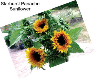 Starburst Panache Sunflower