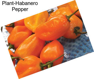 Plant-Habanero Pepper