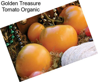 Golden Treasure Tomato Organic