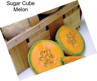 Sugar Cube Melon