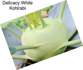 Delicacy White Kohlrabi