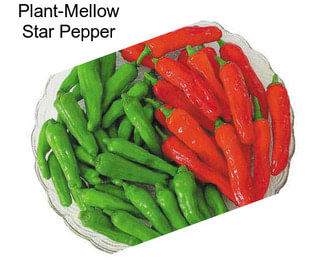 Plant-Mellow Star Pepper