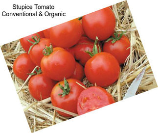Stupice Tomato Conventional & Organic