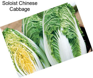 Soloist Chinese Cabbage