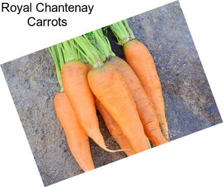 Royal Chantenay Carrots