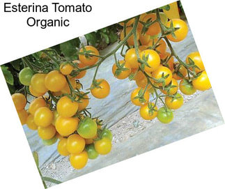 Esterina Tomato Organic
