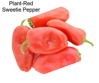 Plant-Red Sweetie Pepper