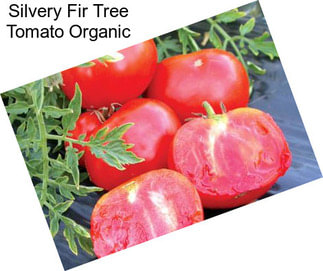 Silvery Fir Tree Tomato Organic