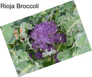 Rioja Broccoli