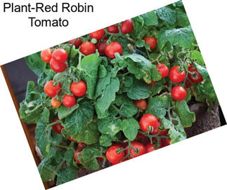 Plant-Red Robin Tomato