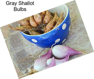 Gray Shallot Bulbs
