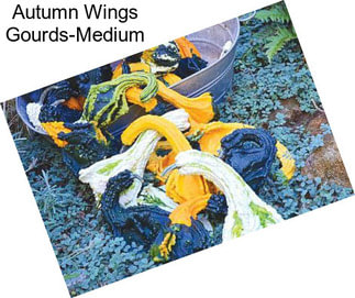 Autumn Wings Gourds-Medium