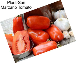 Plant-San Marzano Tomato