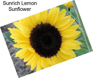 Sunrich Lemon Sunflower