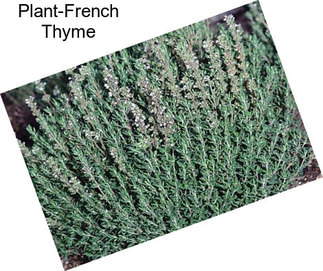 Plant-French Thyme