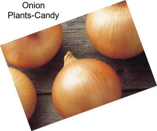 Onion Plants-Candy