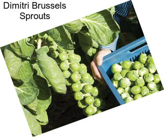 Dimitri Brussels Sprouts