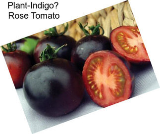 Plant-Indigo Rose Tomato