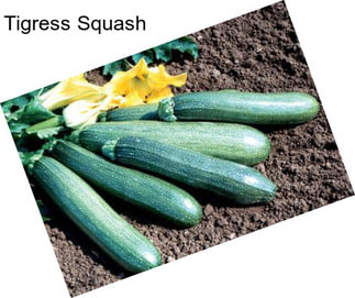 Tigress Squash