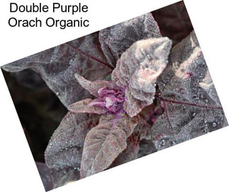 Double Purple Orach Organic