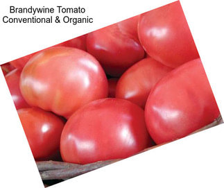 Brandywine Tomato Conventional & Organic